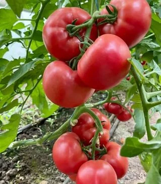 Семена томата Эстет F1, п.е. 500 семян (Syngenta)