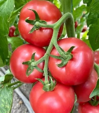 Насіння томату Естет F1, п.о. 500 насінин (Syngenta)