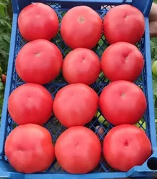 Насіння томату Естет F1, п.о. 500 насінин (Syngenta)