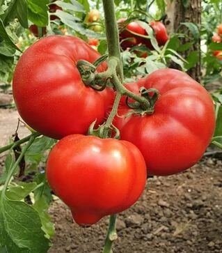 Семена томата Доминет F1, п.е. 500 семян (Syngenta)
