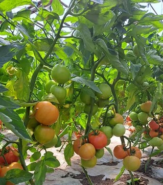 Семена томата Доминет F1, п.е. 500 семян (Syngenta)