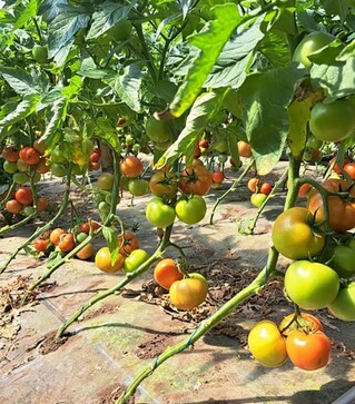 Семена томата Доминет F1, п.е. 500 семян (Syngenta)