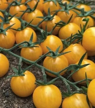 Семена томата Вицере F1, п.е. 500 семян (Esasem)