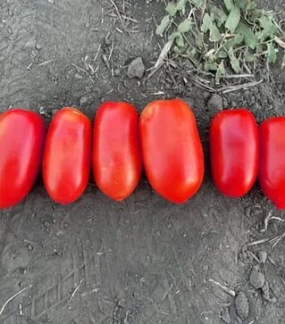 Семена томата Драй F1, п.е. 500 семян (Spark Seeds)