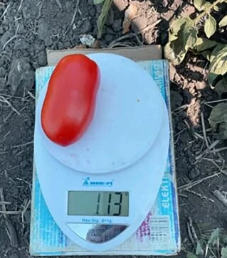 Насіння томату Драй F1, п.о. 500 насінин (Spark Seeds)