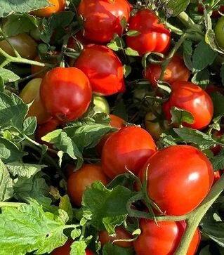 Семена томата Джессика F1, п.е. 500 семян (Sakata)