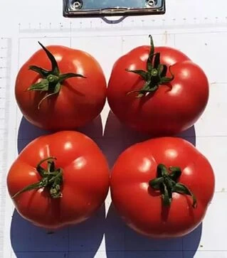 Насіння томату Пінкджейн F1, п.о. 500 насінин (Enza Zaden)