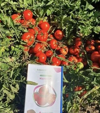 Семена томата Климон F1, п.е. 500 семян (Sakata)