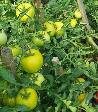 Семена томата Климон F1, п.е. 500 семян (Sakata)