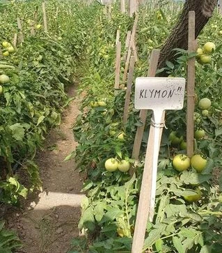 Семена томата Климон F1, п.е. 500 семян (Sakata)