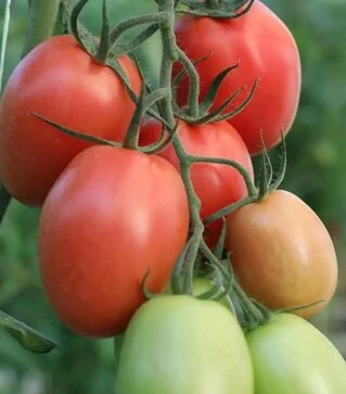 Семена томата Бакалар F1, п.е. 500 семян (Syngenta)