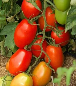 Семена томата Океано F1, п.е. 500 семян (Sakata)