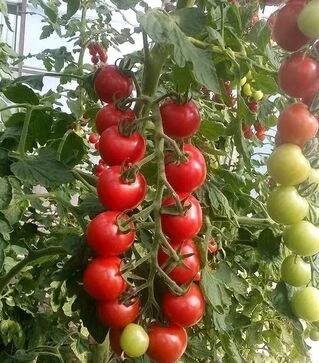 Насіння томату Ріанна F1, п.о. 500 насінин (Sakata)