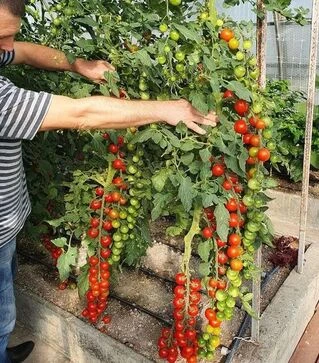 Насіння томату Ріанна F1, п.о. 500 насінин (Sakata)