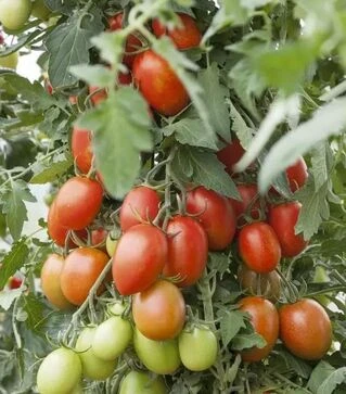 Семена томата Блумко F1, п.е. 500 семян (Semo)