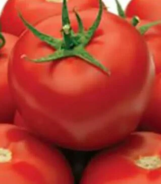 Насіння томату Гравітет F1, п.о. 500 насінин (Syngenta)