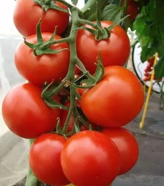 Насіння томату Педро F1, п.о. 500 насінин (Moravoseed)