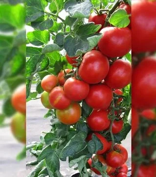 Насіння томату Педро F1, п.о. 500 насінин (Moravoseed)