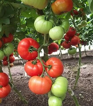 Насіння томату Президент ІІ F1, п.о. 500 насінин (Seminis)