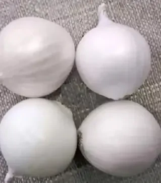 Насіння ріпчатої цибулі Агостана, 500 г (Semo)