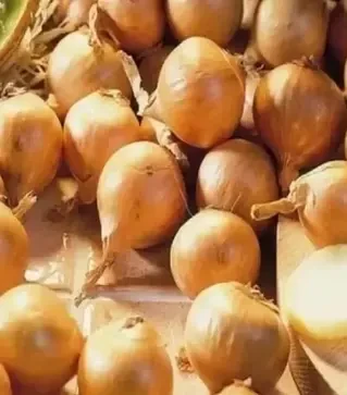 Насіння ріпчатої цибулі Аліце, 1 кг (Moravoseed)