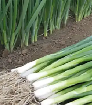 Насіння цибулі батун Кайгаро F1, п.о. 50 тис. насінин (Enza Zaden)