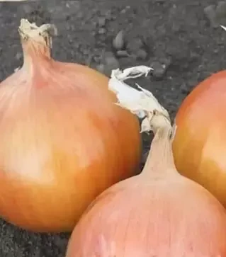 Насіння ріпчатої цибулі Джела F1, п.о. 250 тис. насінин (Libra Seeds)