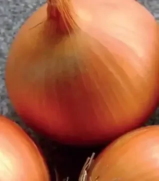 Семена репчатого лука Ироко F1, п.е. 250 тыс. семян (Enza Zaden)