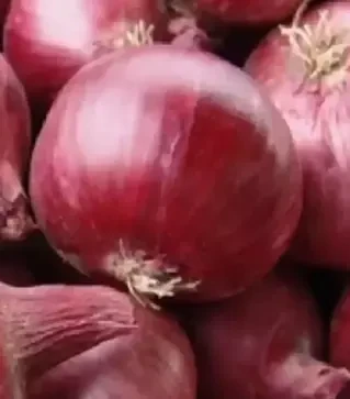 Семена репчатого лука Кармен, 1 кг (Moravoseed)