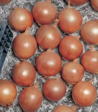 Семена репчатого лука Тамара F1, п.е. 10 тыс. семян (Bejo)