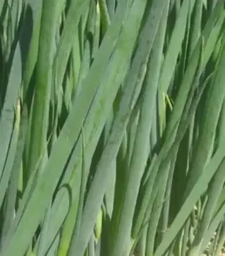 Семена лука батун Савел, п.е. 50 тыс. семян (Hazera)