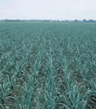 Насіння цибулі порей Колумбус, п.о. 10 тис. насінин (Bejo)