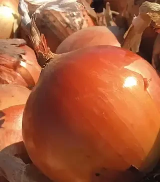 Семена репчатого лука Каоба F1, п.е. 250 тыс. семян (Enza Zaden)