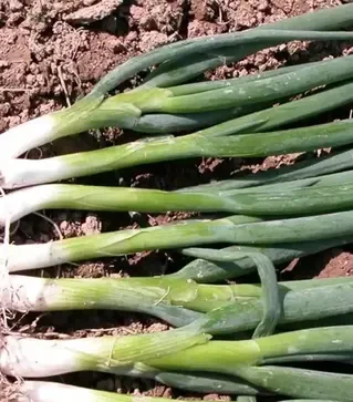 Семена лука батун Байкал, 1 кг (Moravoseed)