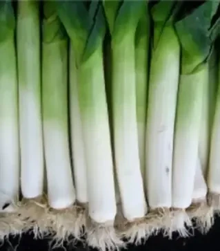 Насіння цибулі порей Елефант, 1 кг (Moravoseed)