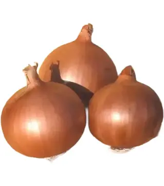 Насіння ріпчатої цибулі Дерек F1, п.о. 250 тис. насінин (Hazera)