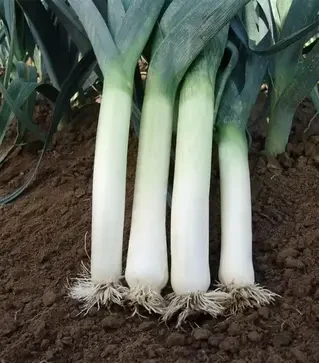 Семена лука порей Терминал, 1 кг (Moravoseed)