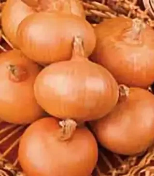 Насіння ріпчатої цибулі Штутгартер, 500 г (Коуел)