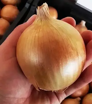 Насіння ріпчатої цибулі Августа, 1 кг (Августа)