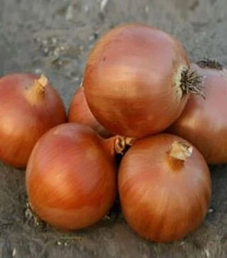 Насіння ріпчастої цибулі Аруба F1, п.о. 250 тис. насінин (Sakata)