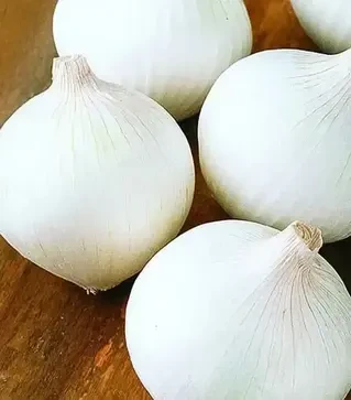 Семена репчатого лука Уайт Опера F1, п.е. 250 тыс. семян (Cora Seeds)