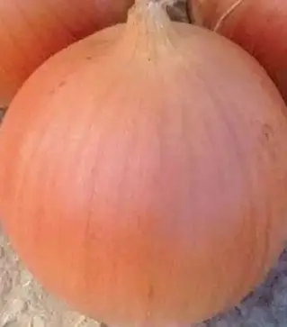 Насіння ріпчастої цибулі Кейс F1, п.о. 200 тис. насінин (Lark Seeds)