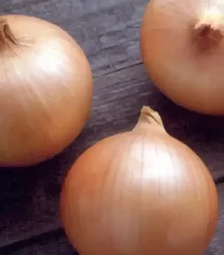 Насіння ріпчастої цибулі Кенді F1, п.о. 250 тис. насінин (Seminis)