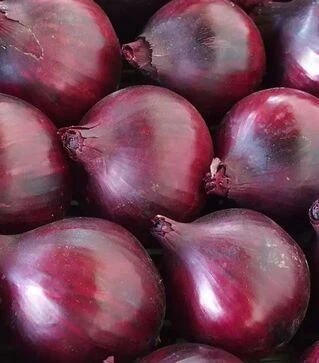 Насіння ріпчастої цибулі Магнате F1, п.о. 250 тис. насінин (Moravoseed)