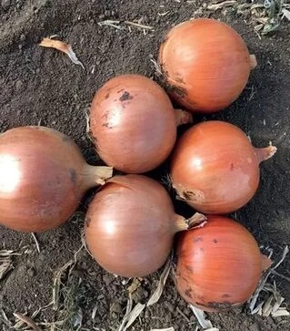 Насіння ріпчастої цибулі Мінді F1, п.о. 250 тис. насінин (Enza Zaden)