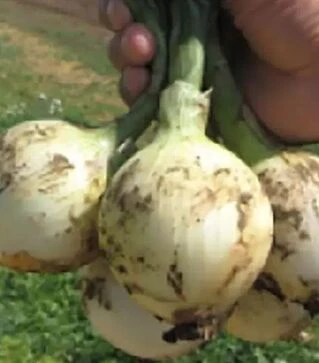 Насіння ріпчастої цибулі Сибір F1, п.о. 250 тис. насінин (Bejo)