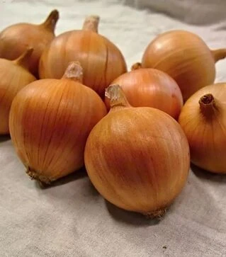 Насіння ріпчастої цибулі Амфора Голд F1, п.о. 250 тис. насінин (Moravoseed)