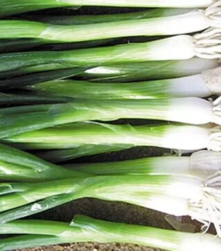 Семена лука Батун Верде F1, п.е. 100 тыс. семян (Seminis)