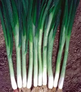 Семена лука батун Грин Баннер F1, п.е. 100 тыс. семян (Seminis)