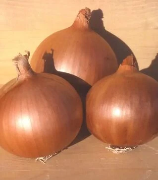 Семена репчатого лука Дерек F1, 1 кг (Hazera)